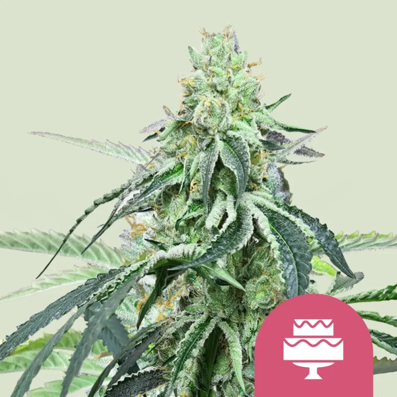 Royal Queen Seeds Wedding gelato fem