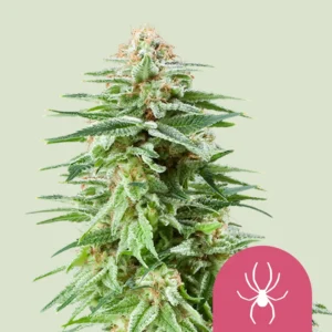 Royal Queen Seeds White widow fem