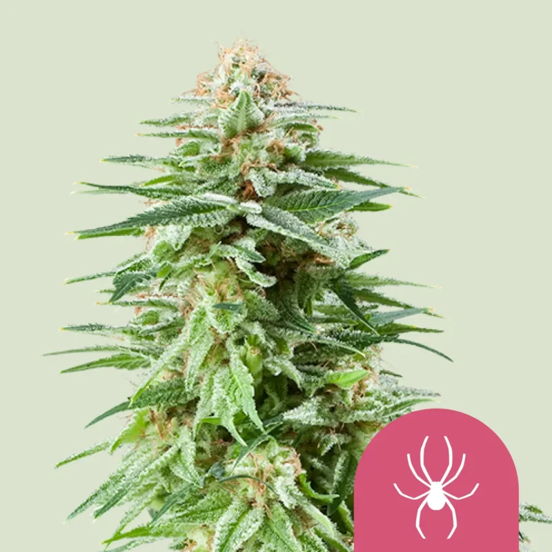 Royal Queen Seeds White widow fem