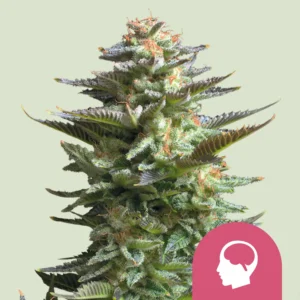 Royal Queen Seeds amnesia haze fem
