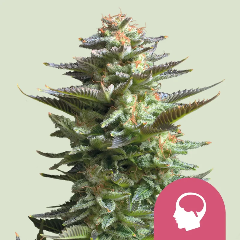 Royal Queen Seeds amnesia haze fem