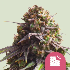 Royal Queen Seeds biscotti