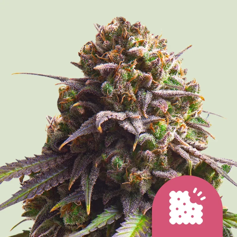 Royal Queen Seeds biscotti
