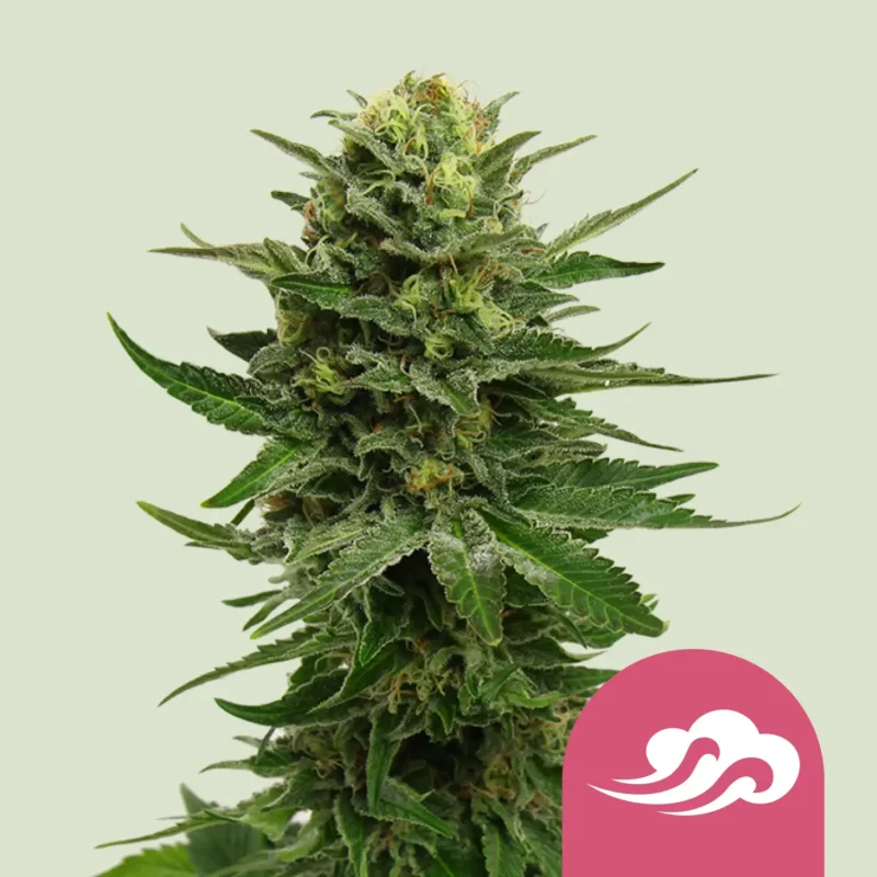 Royal Queen Seeds blue mystic