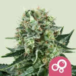 Royal Queen Seeds Bubble Kush