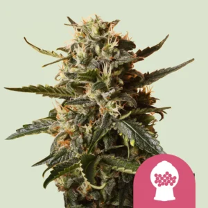 Royal Queen Seeds bubblegum xl
