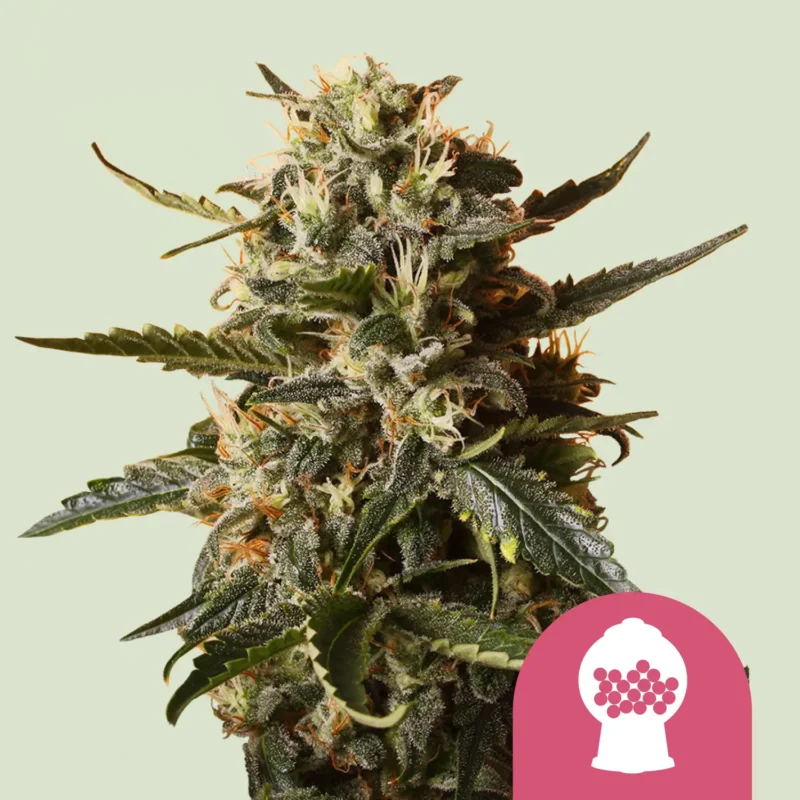 Royal Queen Seeds bubblegum xl