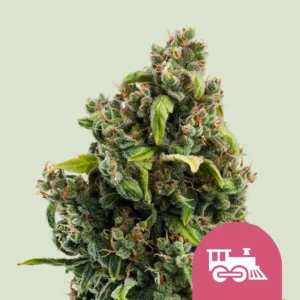 Royal Queen Seeds candy kush