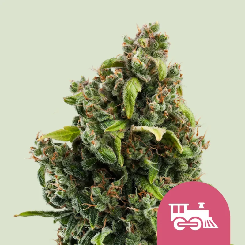 Royal Queen Seeds candy kush