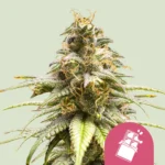 Royal Queen Seeds Chocolate Haze