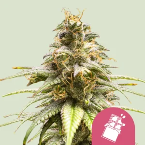 Royal Queen Seeds Chocolate Haze