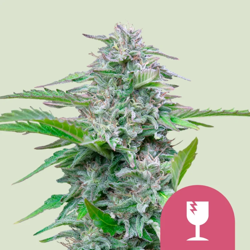 Royal Queen Seeds critical fem