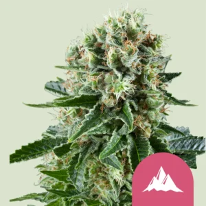 Royal Queen Seeds critical kush fem