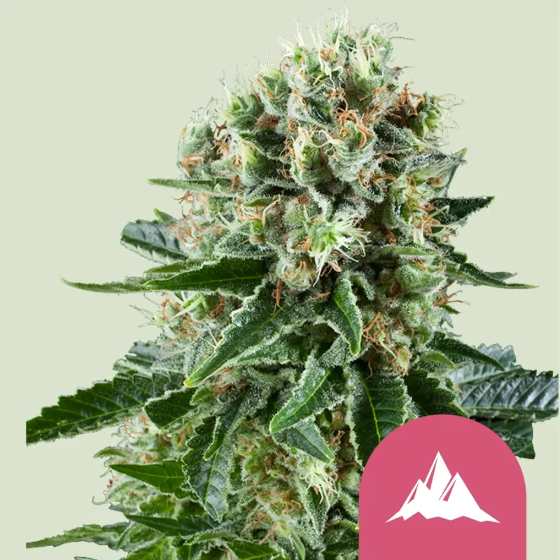 Royal Queen Seeds critical kush fem