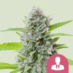 Royal Queen Seeds El Patron