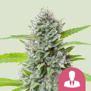 Royal Queen Seeds el patron fem