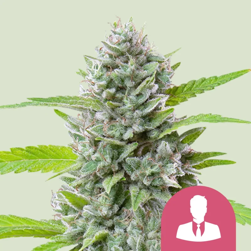 Royal Queen Seeds el patron fem
