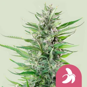 Royal Queen Seeds fat banana fem