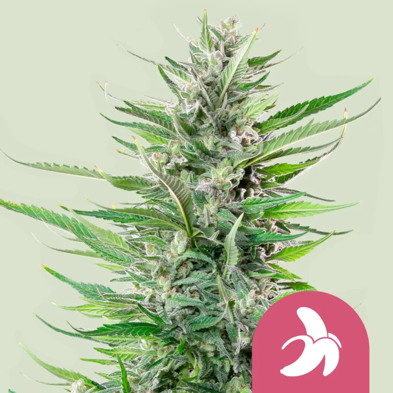 Royal Queen Seeds fat banana fem