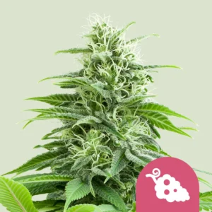 Royal Queen Seeds fruit spirit fem