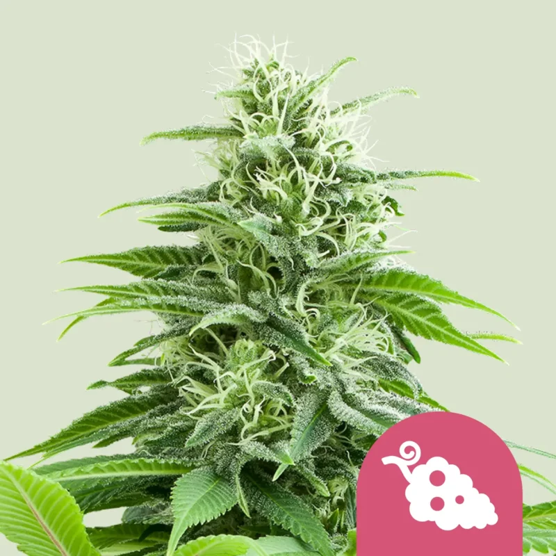 Royal Queen Seeds fruit spirit fem