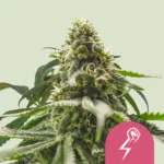 Royal Queen Seeds Green Crack Punch