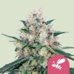 Royal Queen Seeds Honey Cream - Fast