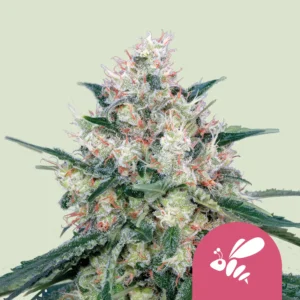 Royal Queen Seeds honey cream