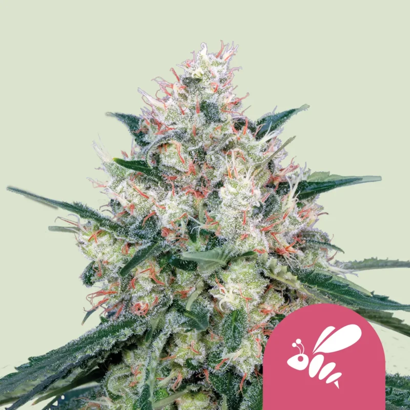 Royal Queen Seeds honey cream