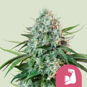 Royal Queen Seeds hulkberry fem
