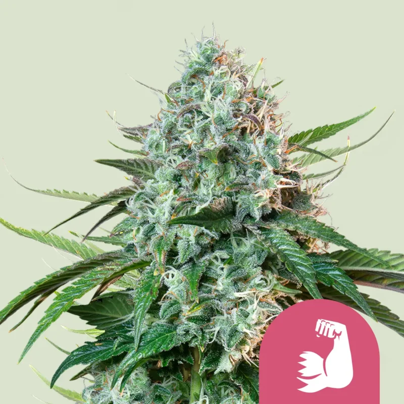 Royal Queen Seeds hulkberry fem