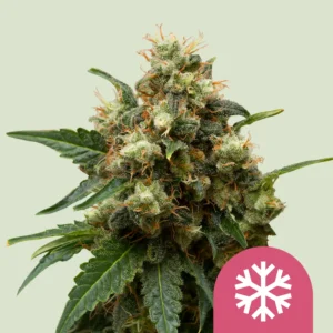 Royal Queen Seeds ice