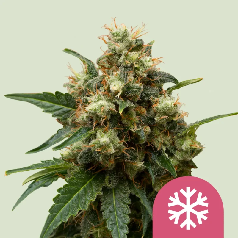 Royal Queen Seeds ice