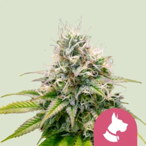 Royal Queen Seeds kali dog