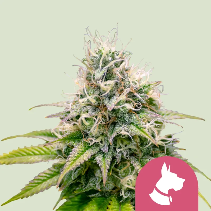 Royal Queen Seeds kali dog