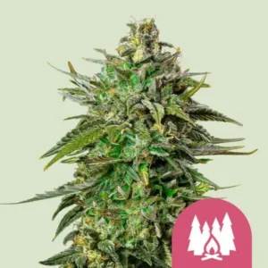 Royal Queen Seeds larry og