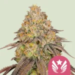 Royal Queen Seeds Legendary OG Punch