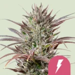 Royal Queen Seeds North Thunderfuck