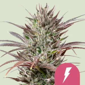 Royal Queen Seeds north thunderfuck fem