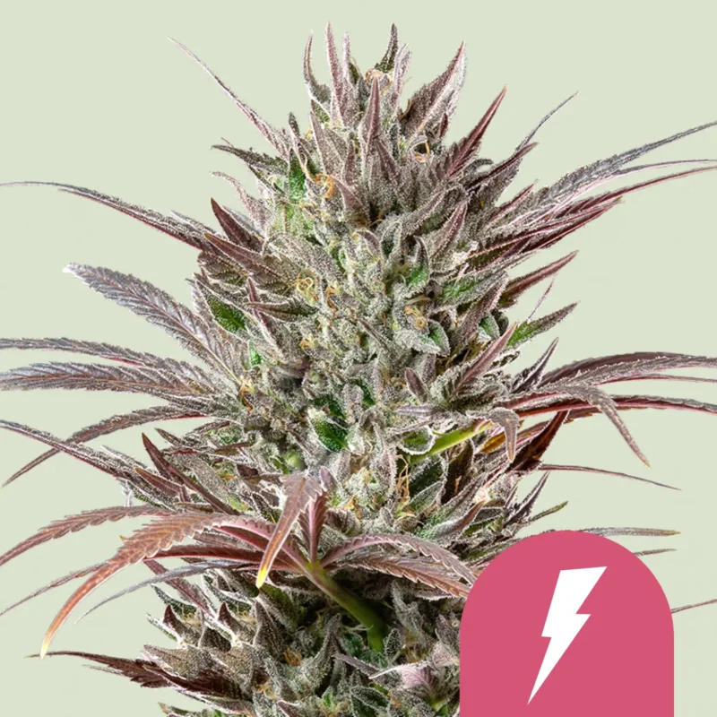 Royal Queen Seeds north thunderfuck fem