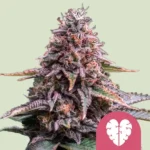 Royal Queen Seeds Pink Mist