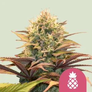 Royal Queen Seeds pinneaple kush