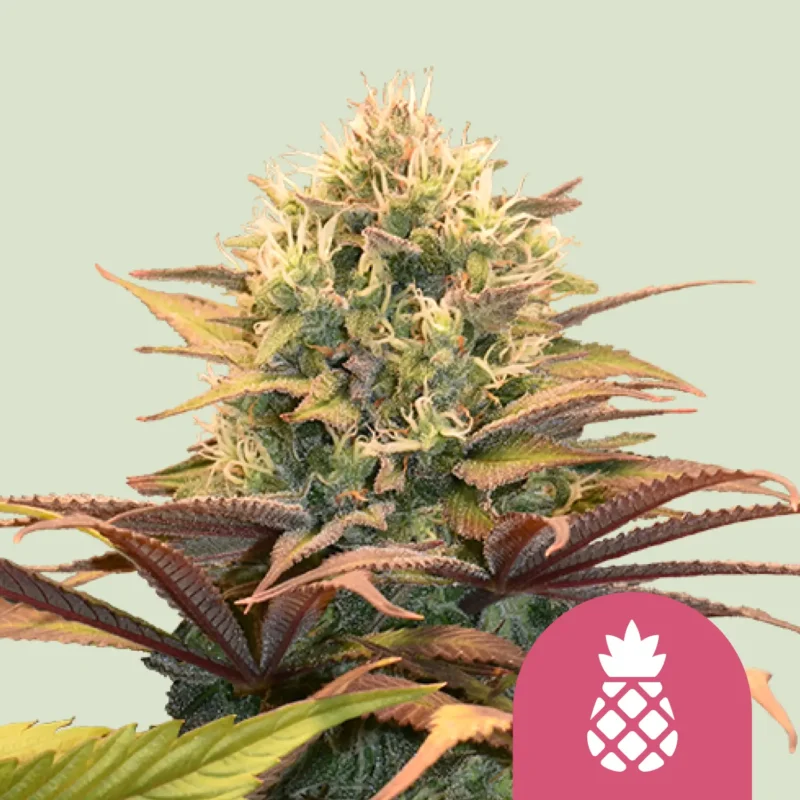 Royal Queen Seeds pinneaple kush