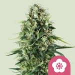 Royal Queen Seeds Power Flower