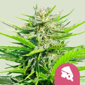 Royal Queen Seeds royal cheese fast fem