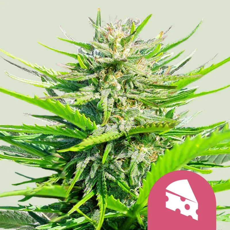 Royal Queen Seeds royal cheese fast fem