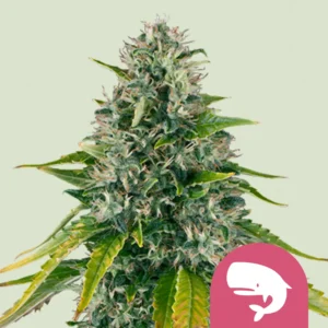 Royal Queen Seeds royal moby