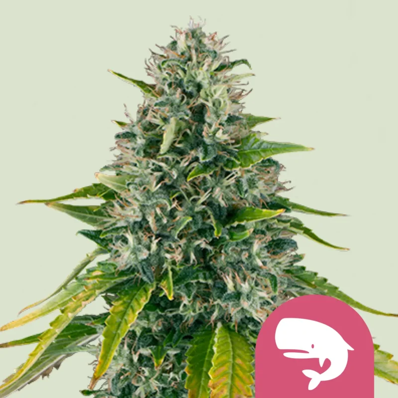 Royal Queen Seeds royal moby