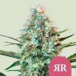 Royal Queen Seeds Royal Runtz