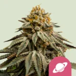 Royal Queen Seeds Royal Skywalker